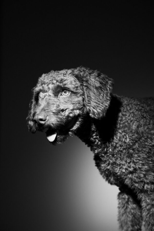 Sesión de fotos Mascotas - Imagen 4