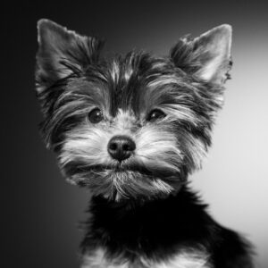 Sesión de fotos Mascotas