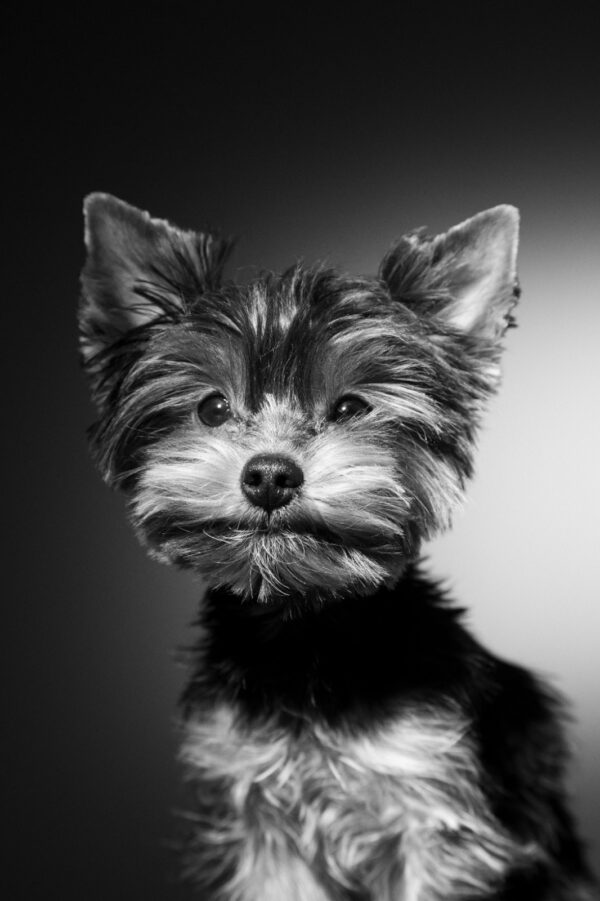 Sesión de fotos Mascotas