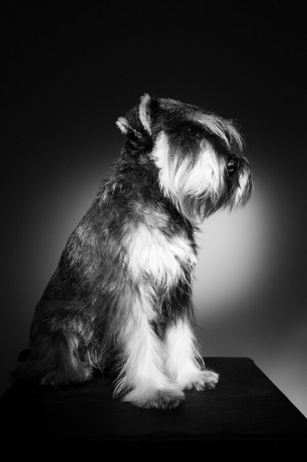 Sesión de fotos Mascotas - Imagen 3