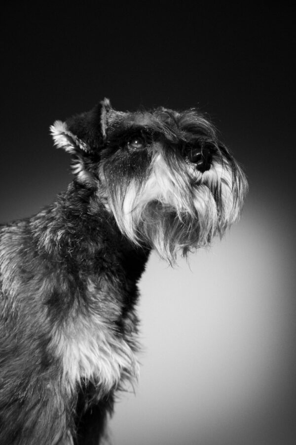 Sesión de fotos Mascotas - Imagen 2
